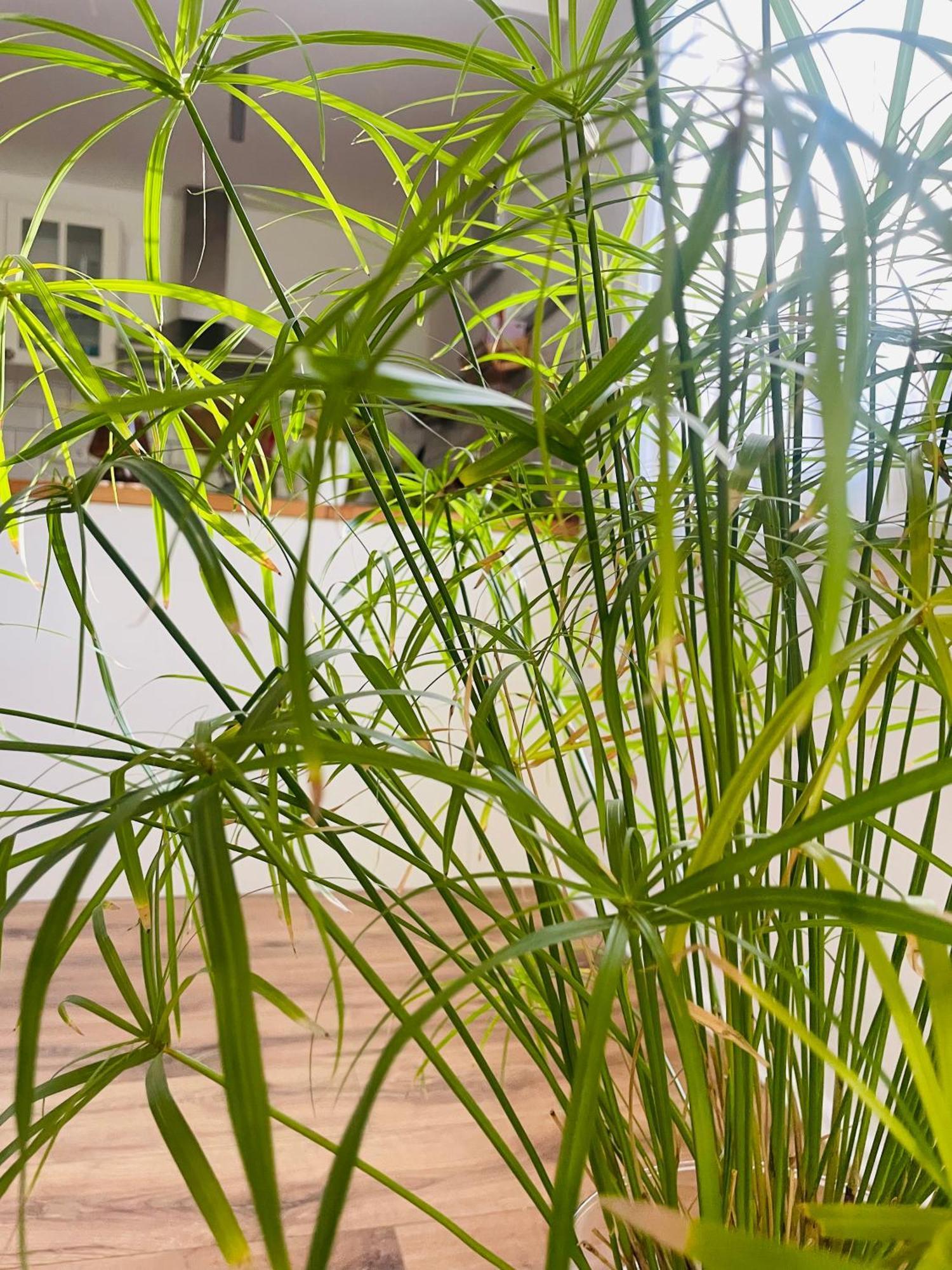 70M2 Romantic Living In The Old Town With Garden บราติสลาวา ภายนอก รูปภาพ